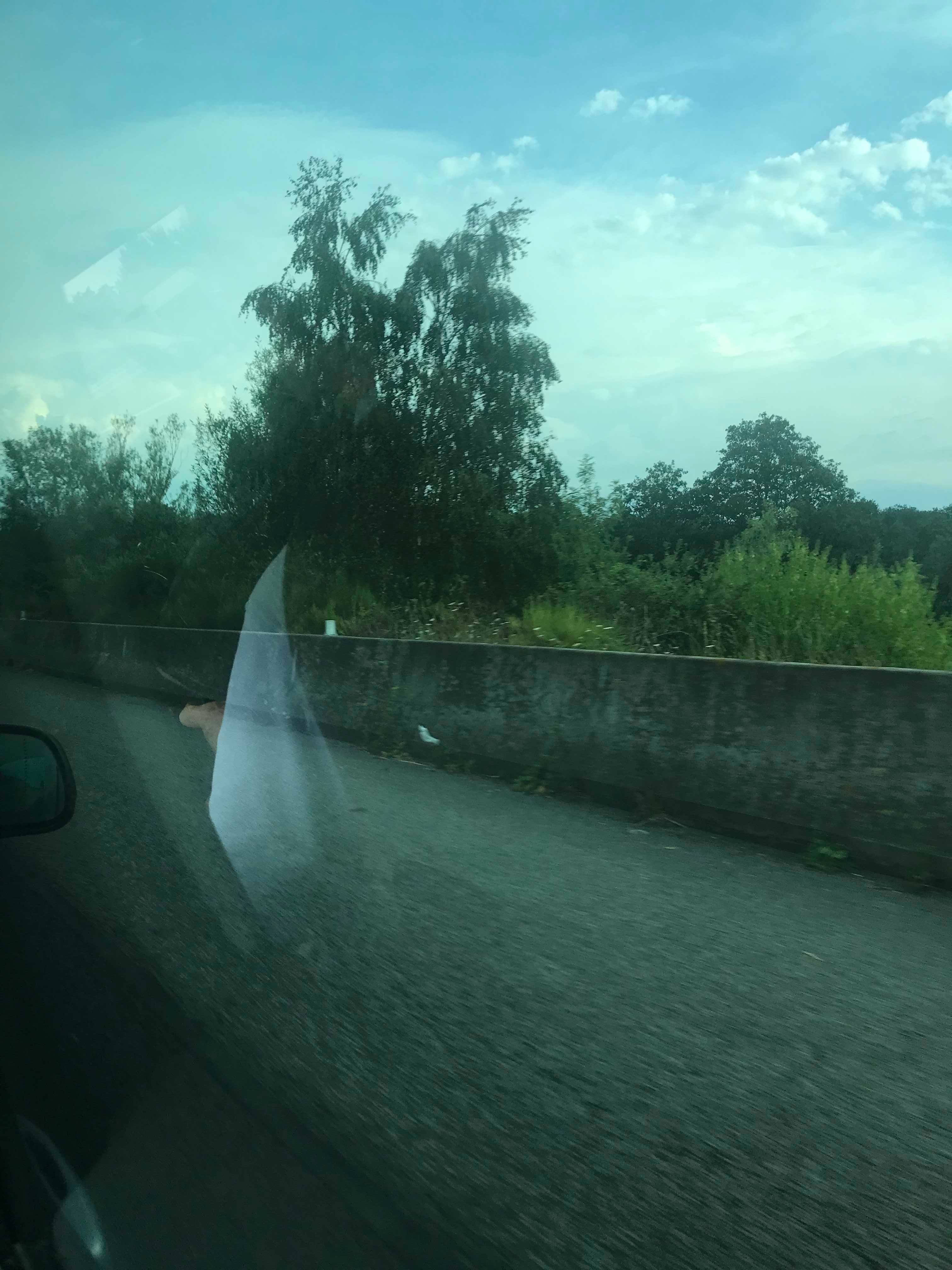 43185817_555339358212270_8382478561977565184_n